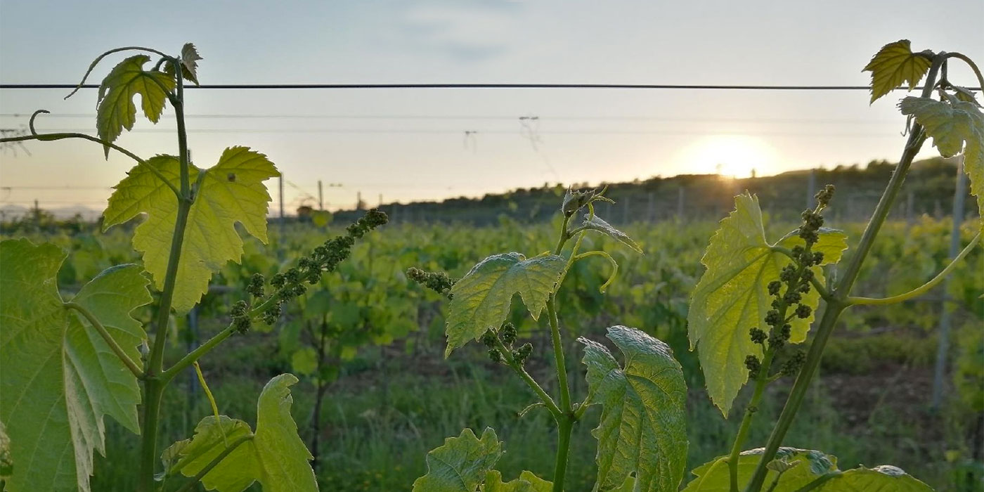 faltralcio-di-falanghina