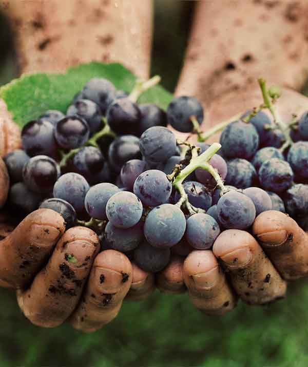 Ramonero eccellenti vini Sanniti. Coniuga memorie e tradizioni all’innovazione, esprimendo un nuovo modo di rappresentare il territorio Sannita