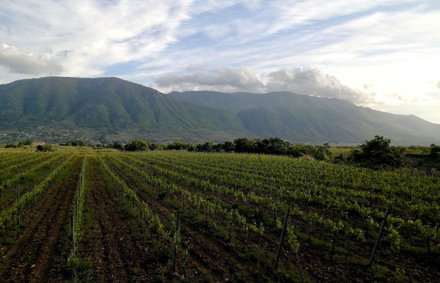 la-stagione-dei-vigneti